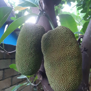 Bibit Cempedak Durian