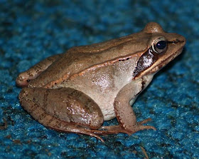 rana del bosque Rana sylvatica