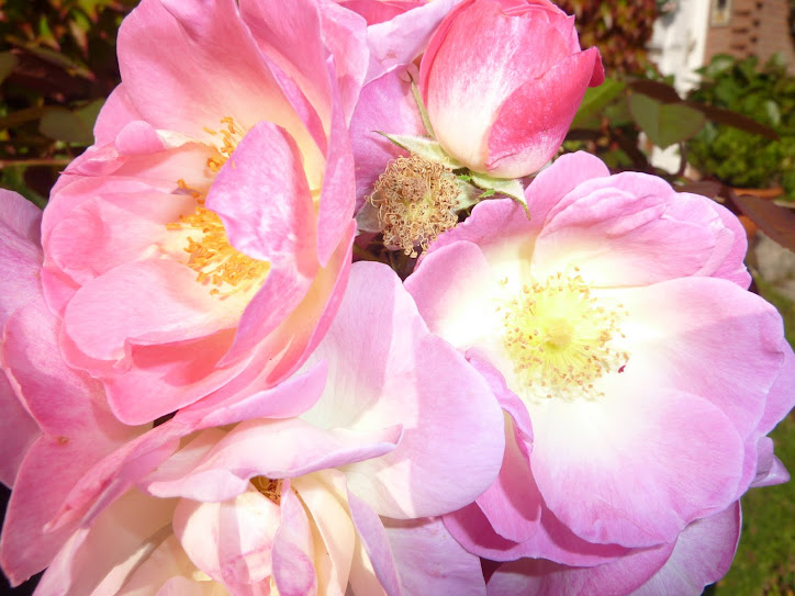 TODAS AS FLORES a 1ª Presidente do Brasil, DILMA ROUSSEF