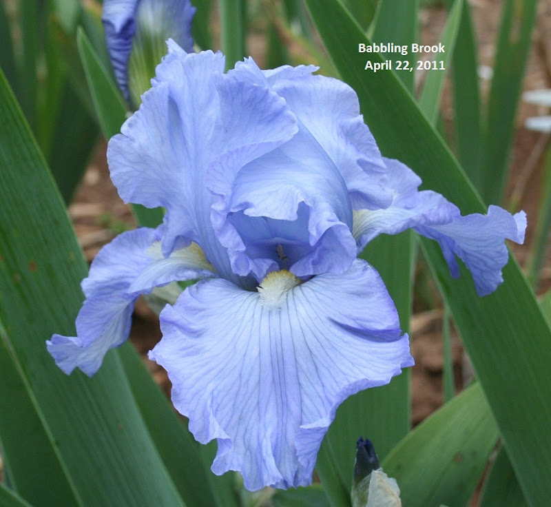 World of Irises: Irises: The Best and the Bluest, Part One
