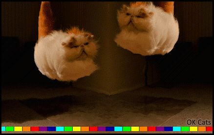 ARTistic Cat GIF • Amazing! 2 hover cats playing a weird game: up and down! Purranormal CATivity [ok-cats.com]