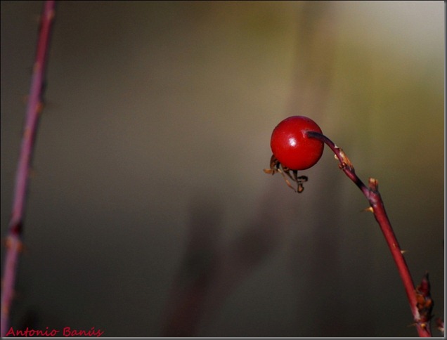 07 DSC_1421 x2