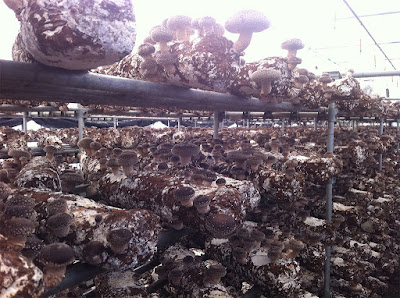 bulk mushroom grow