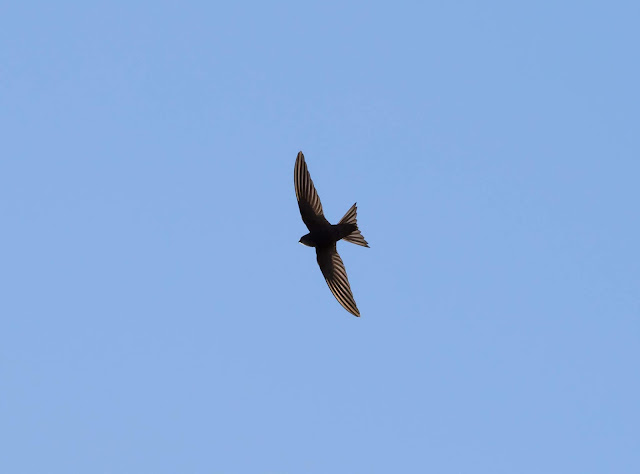 Plain Swift - Playa de las Américas, Tenerife