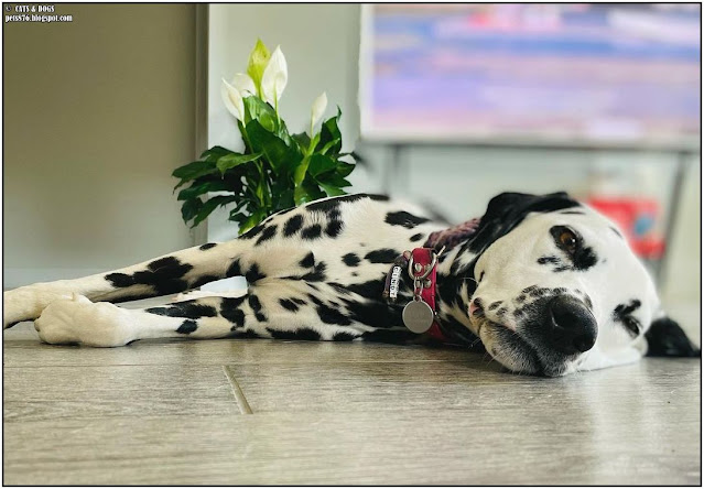 dalmatian dog