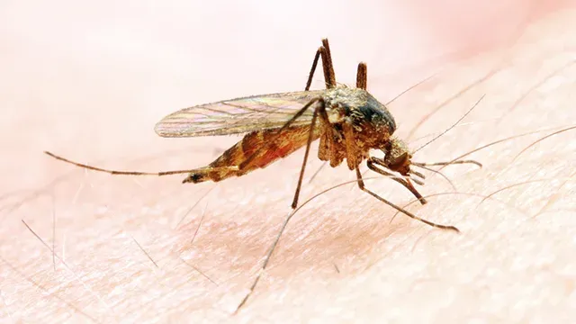 Anopheles mosquito dangerous vehicle of a malaria infection