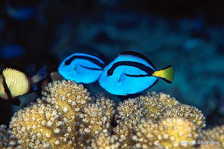 Blue Tang Fish image