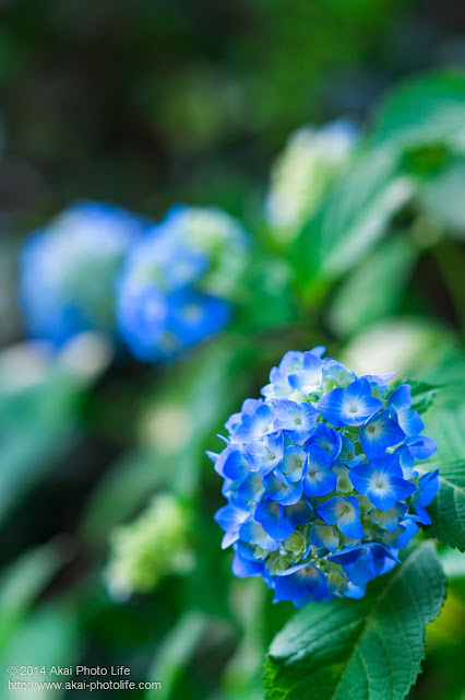 紫陽花