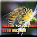 ARILARIN YOKOLMASININ SEBEBİ BULUNDU