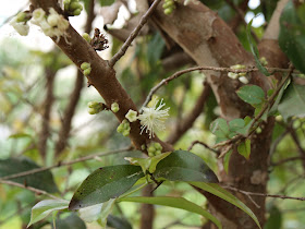 樹葡萄（嘉實果）花苞與開花