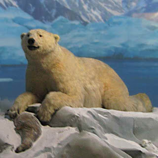 Polar Bear diorama at Natural History Museum of Los Angeles County