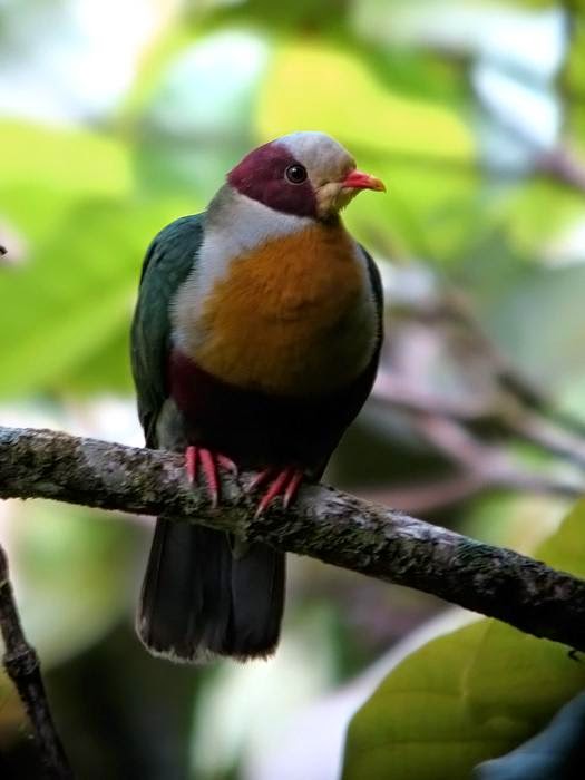Yellow breasted fruit dove