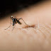 Halálos betegséget terjesztő szúnyogok lepték el a turisták egyik kedvenc üdülőhelyét