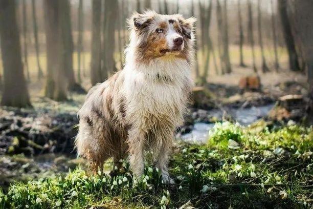 Aussiedoodle et Berger Australien: en quoi sont-ils différents?