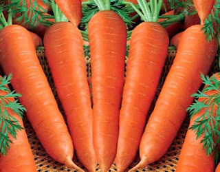 Carrots Plant