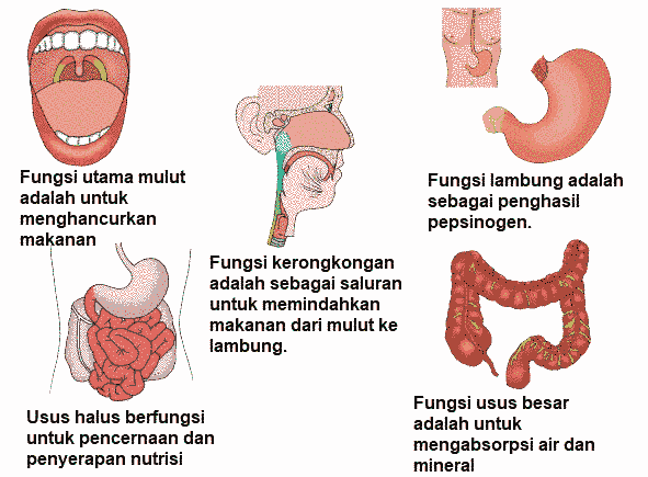 Kartu Organ Pencernaan