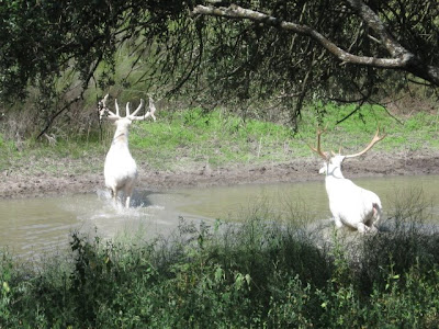 White Deer