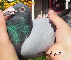 صور الحمام الزاجل 2013 , اجمل صور للحمام الزاجل 2013 صور الحمام الزاجل 2013 , اجمل صور للحمام الزاجل 2013