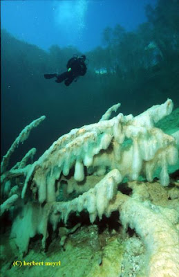 Beautiful Underwater Meadow