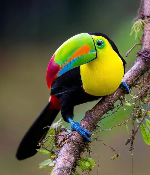 Kill-billed Toucan - The most beautiful bird pictures - The most beautiful bird pictures - NeotericIT.com