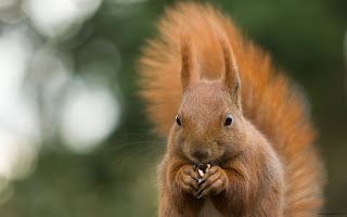 Squirrel Wallpapers