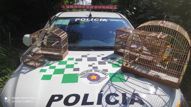 Policia Ambiental - flagra manter aves da Fauna Silvestres em cativeiro sem autorização em Juquiá