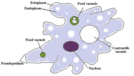  Protozoa 