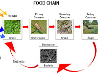 Pengertian dan Perbedaan Produsen, Konsumen, Detritivor, dan Dekomposer