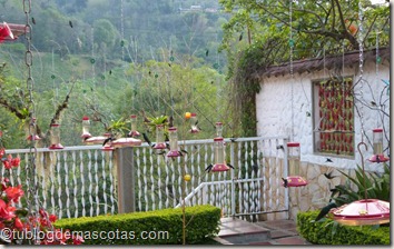 Tener colibries en el jardín