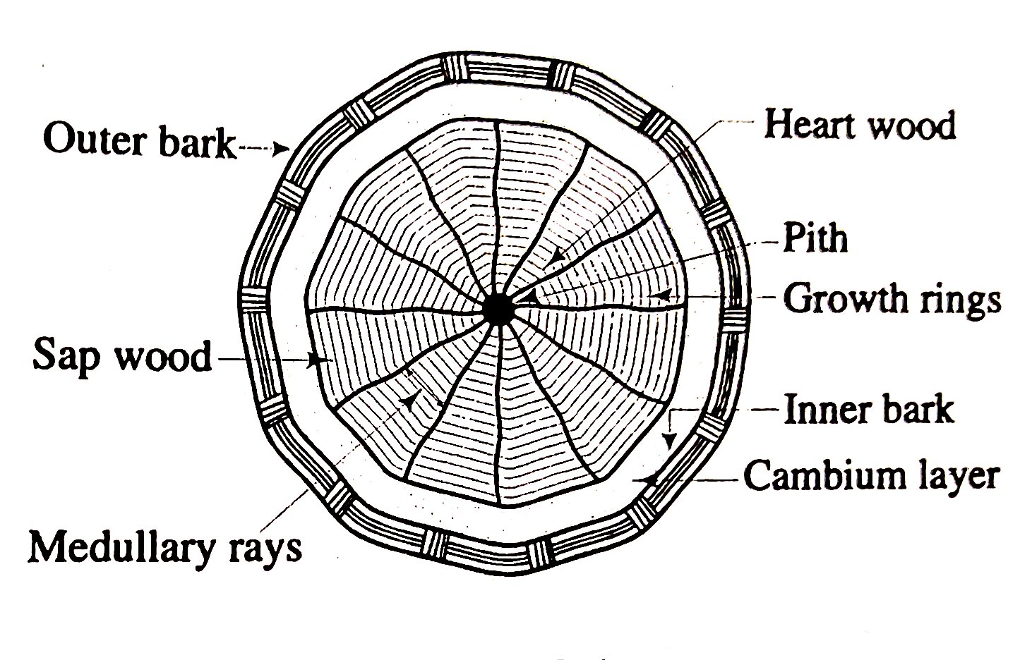 How Scientists Use Tree Rings