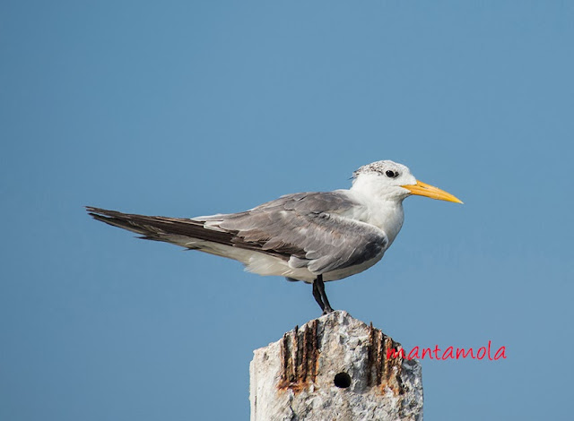 Lesser Crested Tern (Thalasseus bengalensis)