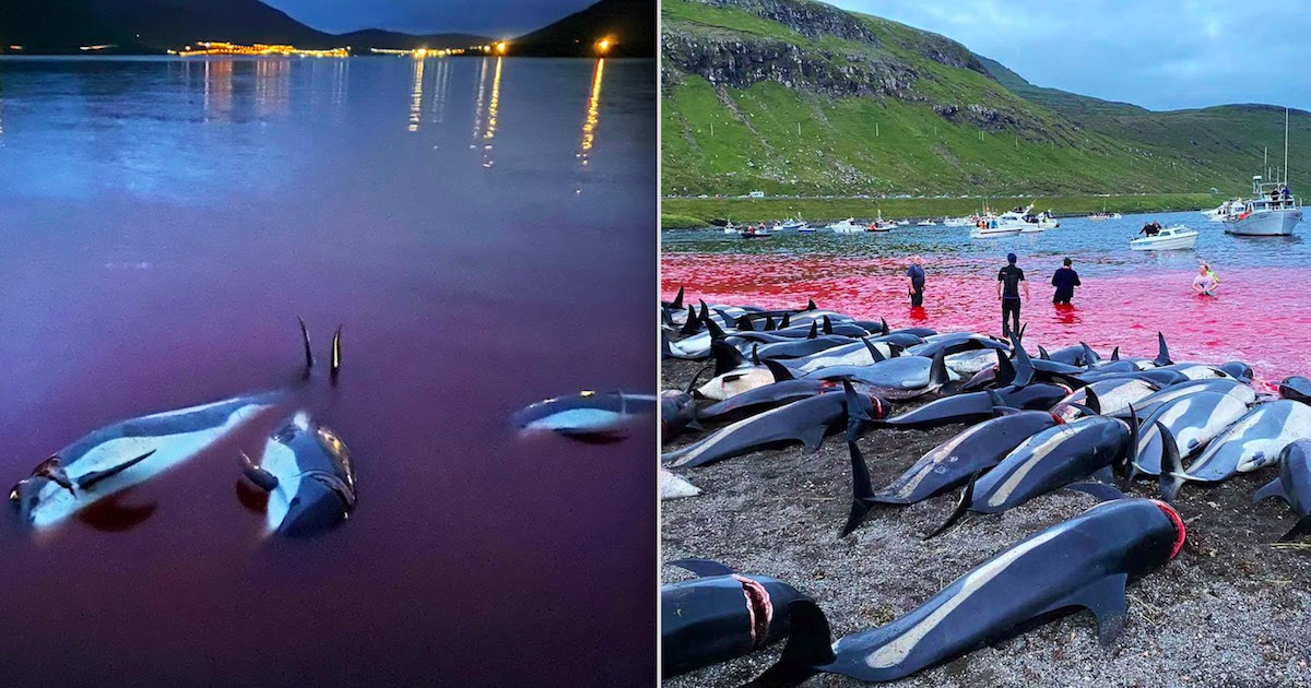 Faroe Islands Hunters Slaughter Almost 1500 Dolphins In 'Largest Single Hunt Of Cetaceans' Ever Recorded