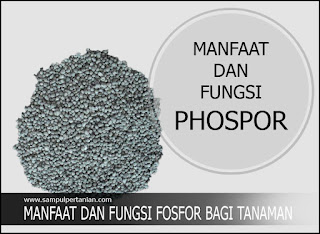 Manfaat Dan Fungsi Fosfor Atau Phosphor (P) Bagi Tanaman