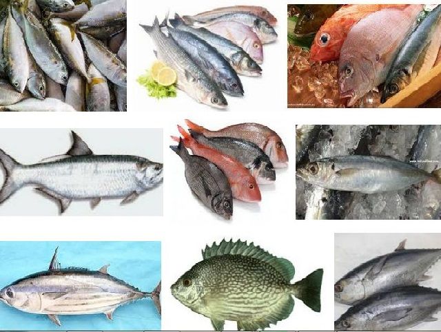 Nama Nama Ikan  Laut  Dangkal dan Dalam Bisa Dikonsumsi