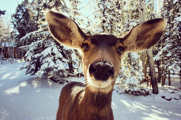 Encounter Wildlife While Camping