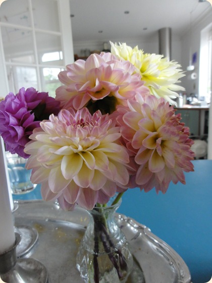Dahlia