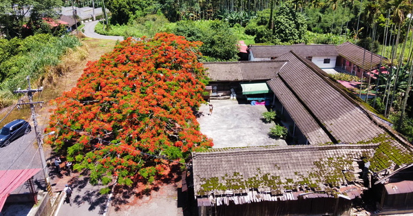 南投埔里紅仙水話鳳凰，百年夫妻鳳凰樹和日造三合院古厝充滿故事