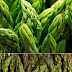 How to Grow Asparagus