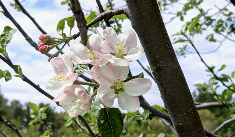 Branches, and pink blossoms, against the sky.