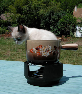 cat inside a pot