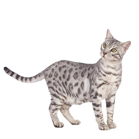 Bengal cat