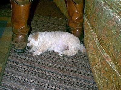 Bichon Frise Puppy. relaxed ichon frise puppy