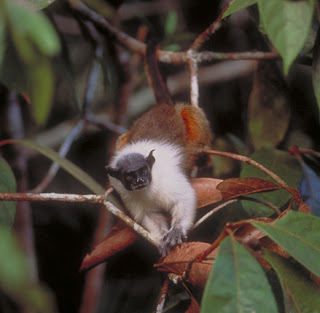 tamarin