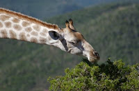 A giraffe is a eutherian mammal. Credit: Kateryna Makova, Penn State.