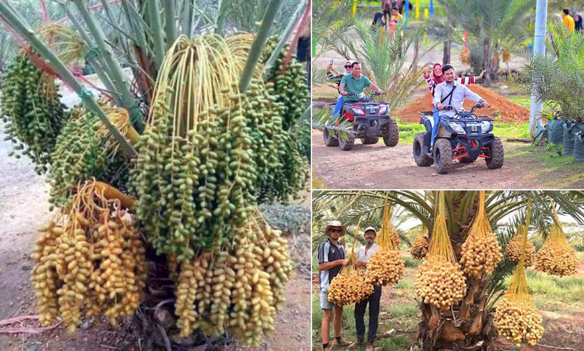 Kebun Kurma Berbate