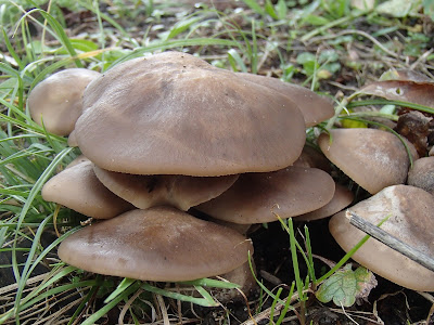 kępkowiec jasnobrązowy (Lyophyllum decastes)