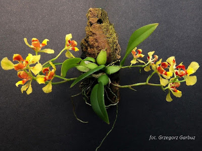 Oncidium coloratum care and culture