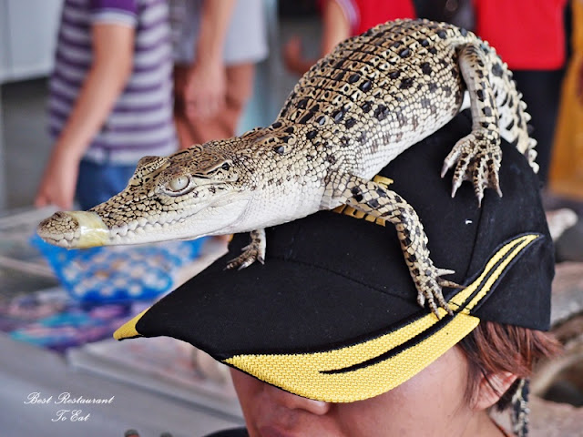 Upclose With Crocodile