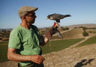Petani Amerika Menggunakan Elang Untuk Mengusir Burung Perusak Tanaman