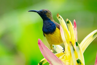 Mengatasi burung kolibri nyilet